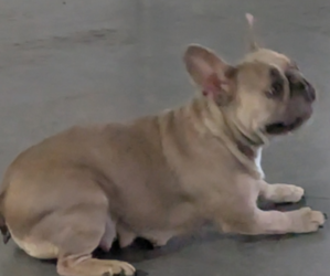 Mother of the French Bulldog puppies born on 11/01/2024