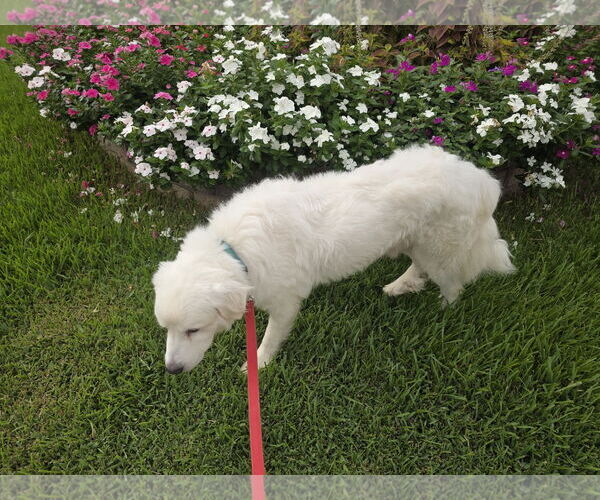 Medium Photo #7 Great Pyrenees-Unknown Mix Puppy For Sale in Houston, TX, USA
