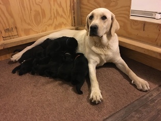 Mother of the Labrador Retriever puppies born on 10/31/2016