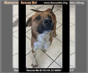 American Staffordshire Terrier-Unknown Mix Dogs for adoption in Benton, PA, USA