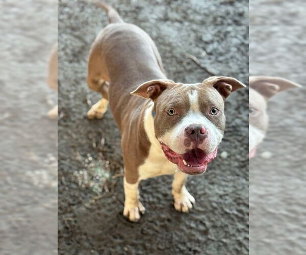 Medium Photo #1 Mutt Puppy For Sale in Riverside, CA, USA