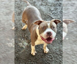 Mutt Dogs for adoption in Riverside, CA, USA