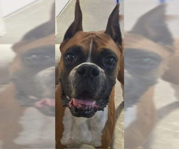 Medium Photo #2 Boxer Puppy For Sale in  Katy, TX, USA