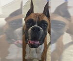 Small #1 Boxer