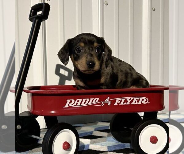 Medium Photo #3 Dachshund Puppy For Sale in FREDONIA, PA, USA