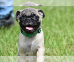 Small #2 Pug