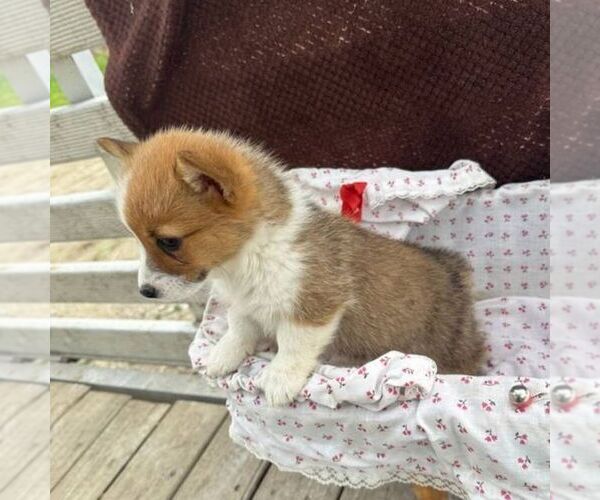 Medium Photo #3 Pembroke Welsh Corgi Puppy For Sale in ROCKVILLE, IN, USA