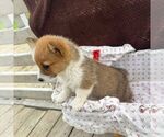 Small #2 Pembroke Welsh Corgi