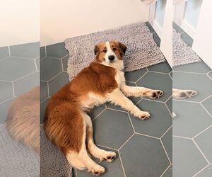 Australian Shepherd-Unknown Mix Dogs for adoption in Fort Collins, CO, USA