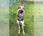 Small #4 German Shepherd Dog