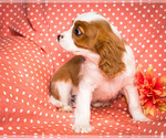 Small Photo #9 Cavalier King Charles Spaniel Puppy For Sale in WAKARUSA, IN, USA