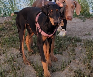 Doberman Pinscher Puppy for sale in HESPERIA, CA, USA