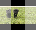 Puppy Puppy 1 Cane Corso