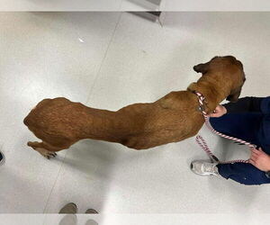 Maggie - For the Love of Mastiffs - Female Mastiff Dog for Adoption - Photo #2