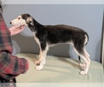 Small #1 Borzoi
