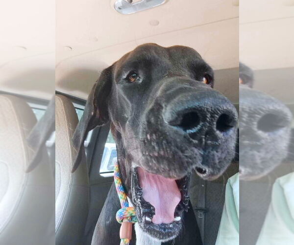 Medium Photo #13 Great Dane Puppy For Sale in Bullard, TX, USA