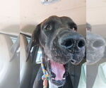Small #12 Great Dane