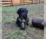 Puppy Pancake Goldendoodle