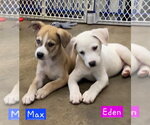 Small #3 Siberian Husky Mix