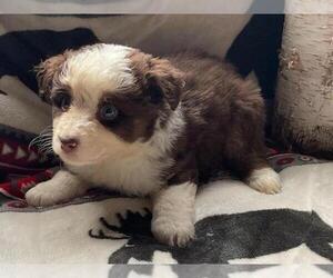 Miniature Australian Shepherd Puppy for sale in BETHANY, CT, USA