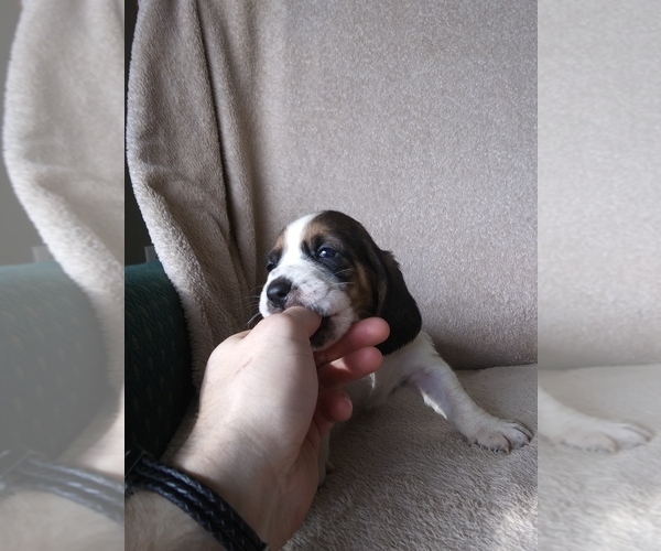 Medium Photo #13 Basset Hound Puppy For Sale in PETERSBURG, IN, USA