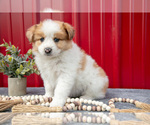 Small Photo #6 Australian Shepherd Puppy For Sale in GREENFIELD, OH, USA