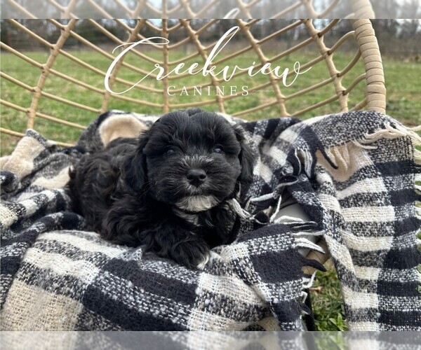 Medium Photo #5 Havapoo Puppy For Sale in NIANGUA, MO, USA