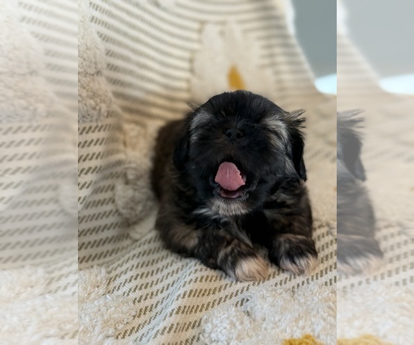 Medium Photo #24 Poodle (Miniature)-Zuchon Mix Puppy For Sale in HTFD, CT, USA