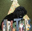 Small Photo #7 Goldendoodle Puppy For Sale in OMAHA, NE, USA