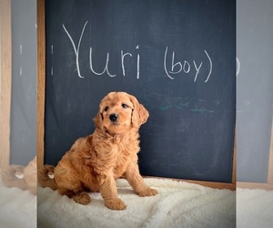 Goldendoodle Puppy for sale in NORTH VERNON, IN, USA