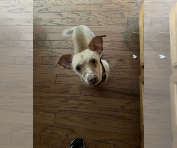 Medium Photo #1 ShiChi Puppy For Sale in Aurora, CO, USA