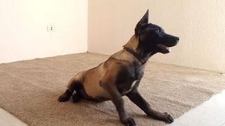 Belgian Malinois Puppy for sale in LEMON GROVE, CA, USA