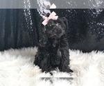 Puppy Babykins YorkiePoo