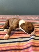 Small Photo #5 Boxer Puppy For Sale in BENICIA, CA, USA