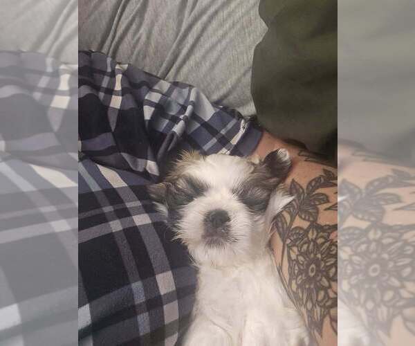 Medium Photo #16 Shih Tzu Puppy For Sale in CANFIELD, OH, USA