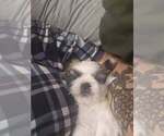Small #15 Shih Tzu