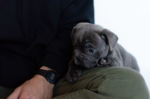 Medium Photo #5 French Bulldog Puppy For Sale in FAYETTEVILLE, AR, USA