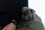 Small Photo #5 French Bulldog Puppy For Sale in FAYETTEVILLE, AR, USA