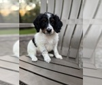 Puppy Tiger Miniature Bernedoodle