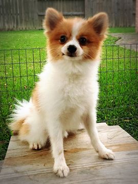 Medium Photo #1 Pomeranian Puppy For Sale in HOUSTON, TX, USA