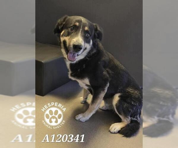 Medium Photo #1 German Shepherd Dog-Unknown Mix Puppy For Sale in HESPERIA, CA, USA