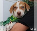 Small #2 Mutt