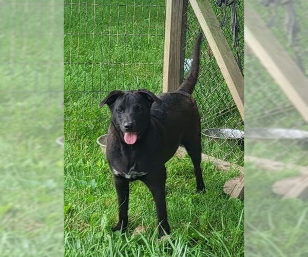 Medium Photo #7 American Pit Bull Terrier-Unknown Mix Puppy For Sale in Germantown, OH, USA