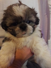 Zuchon Puppy for sale in VALLEY MILLS, TX, USA