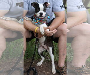 Boston Terrier-Unknown Mix Dogs for adoption in Bandera, TX, USA