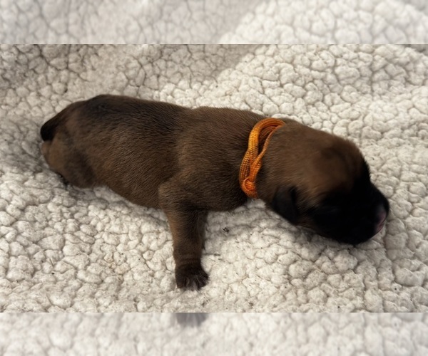 Medium Photo #2 Boxer Puppy For Sale in BRUSH CREEK, TN, USA
