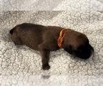 Small #1 Boxer