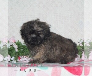 Zuchon Puppy for sale in RISING SUN, MD, USA