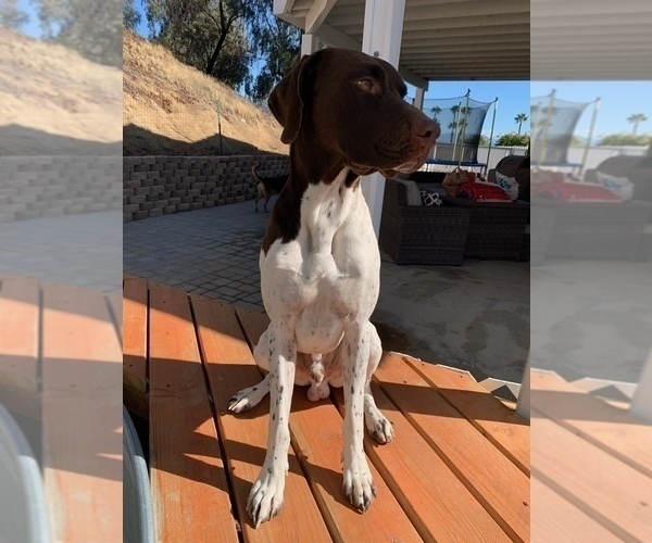 Medium Photo #1 German Shorthaired Pointer Puppy For Sale in ALTA LOMA, CA, USA