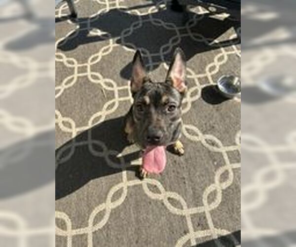 Medium Photo #1 German Shepherd Dog-Unknown Mix Puppy For Sale in Saegertown , PA, USA